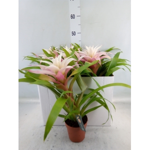 Guzmania  'Deseo Magical White'