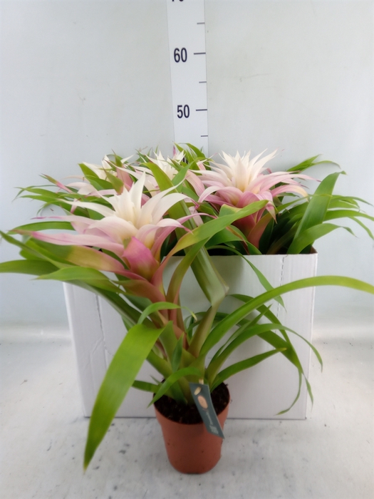 <h4>Guzmania  'Deseo Magical White'</h4>