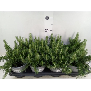 Rosmarinus officinalis 'Prostratus'