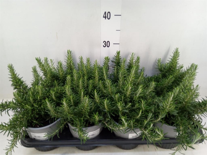 <h4>Rosmarinus officinalis 'Prostratus'</h4>