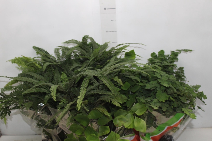 <h4>AVENCA VARIADA P15</h4>