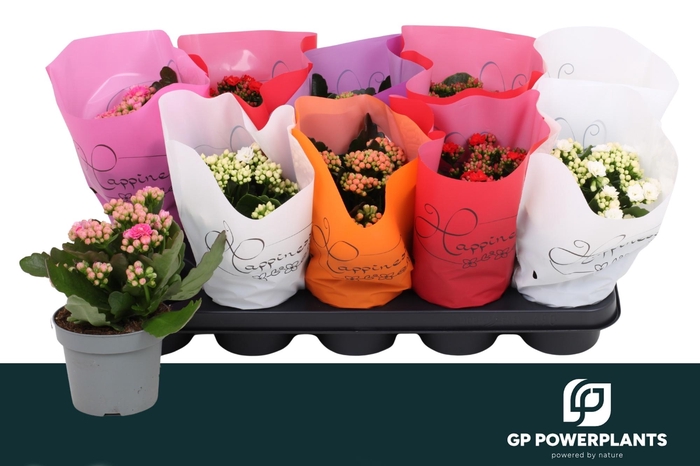 <h4>KAL GE RF GEM 5 KL</h4>