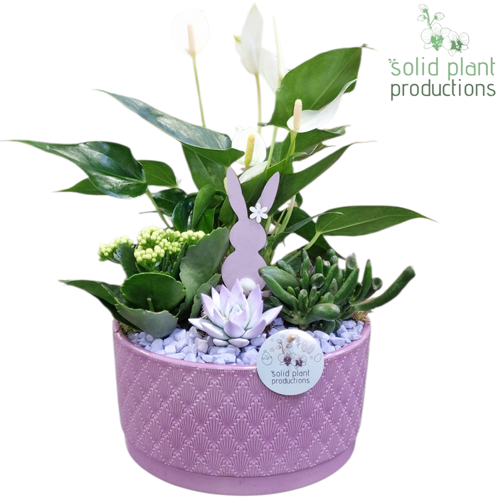 <h4>AE004 Stella Lila Easter</h4>