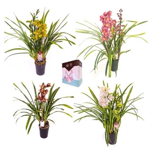 3 - 4 Tak Cymbidium Mix