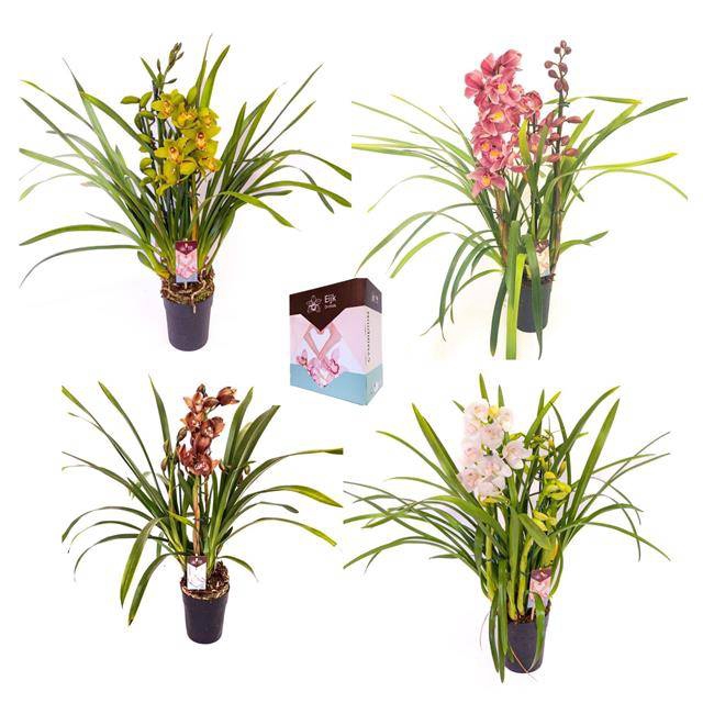 <h4>3 - 4 Tak Cymbidium Mix</h4>