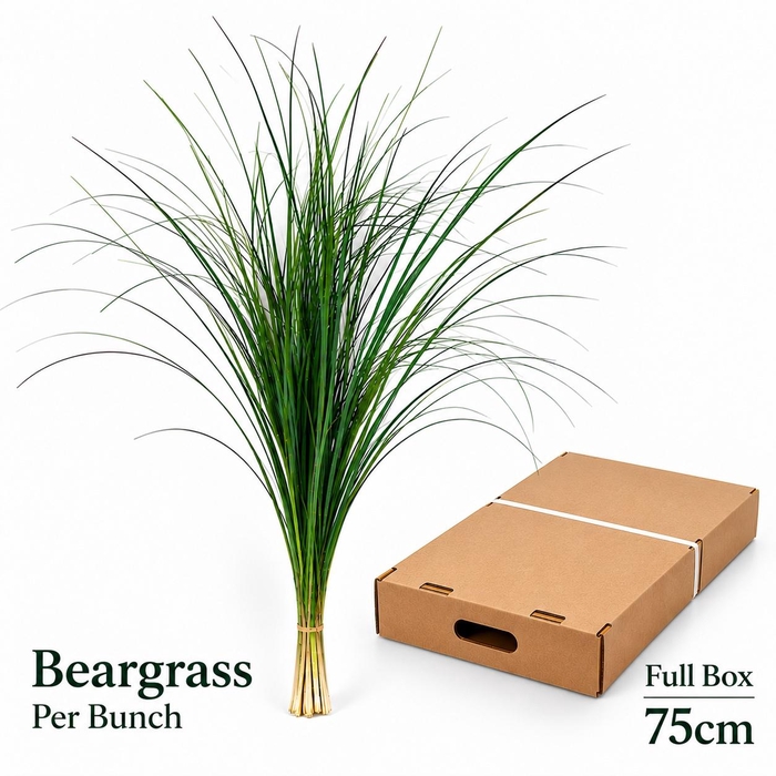 <h4>XEROPHYL BEARGRAS BS</h4>