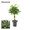 Schefflera Compacta Nora