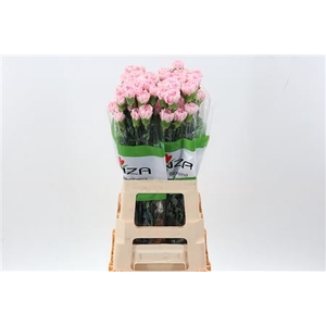 DI ST ESSIANA L.ROSE