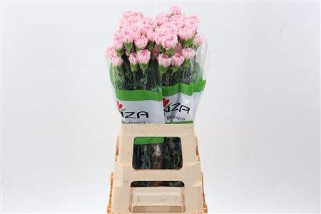 <h4>DI ST ESSIANA L.ROSE</h4>