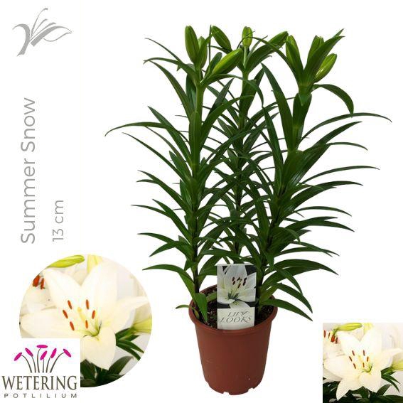 <h4>LIL LA SUMMER SNOW</h4>