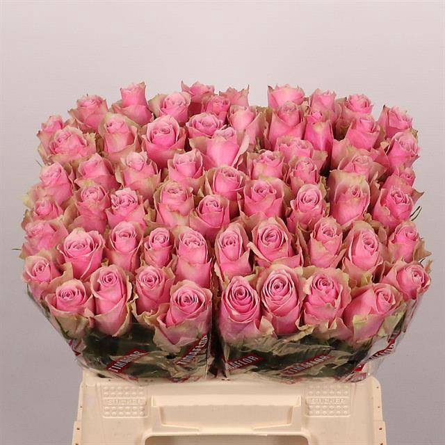 <h4>R Gr Athena Royale Extra Tima</h4>