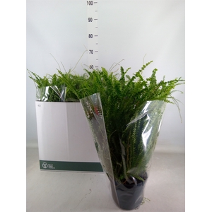 Nephrolepis cord. 'Duffii'