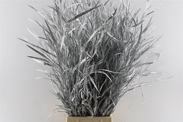 <h4>Grevillea Metal Silver</h4>