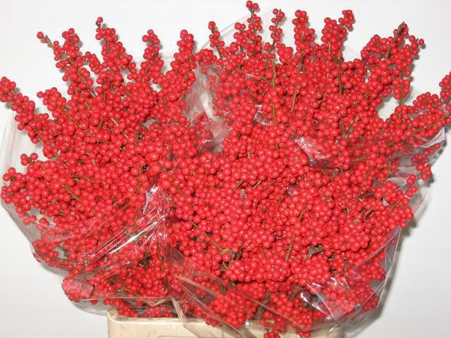 <h4>ILEX VE RODE BES</h4>