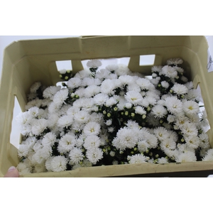 ASTER MARIANA 040 CM