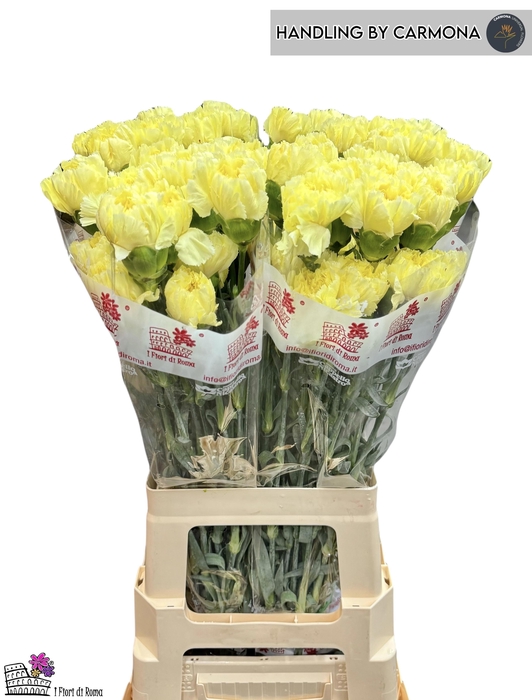 <h4>DI ST DILETTA</h4>