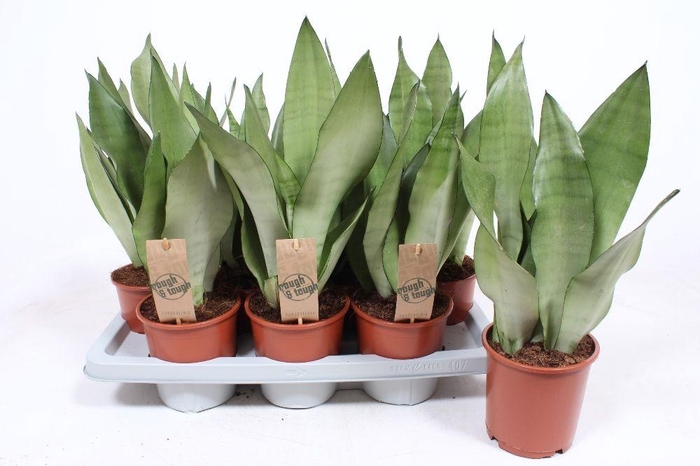 <h4>Sansevieria Moonshine</h4>