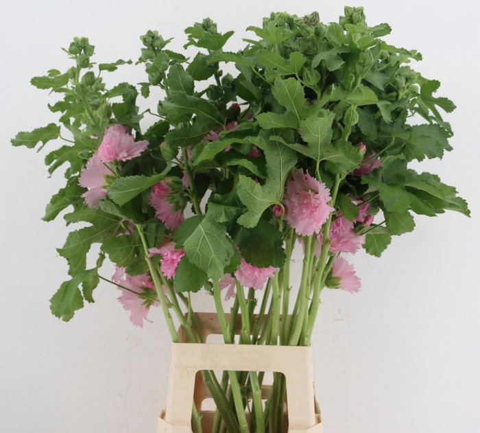 <h4>ALCEA ROSEA OV</h4>
