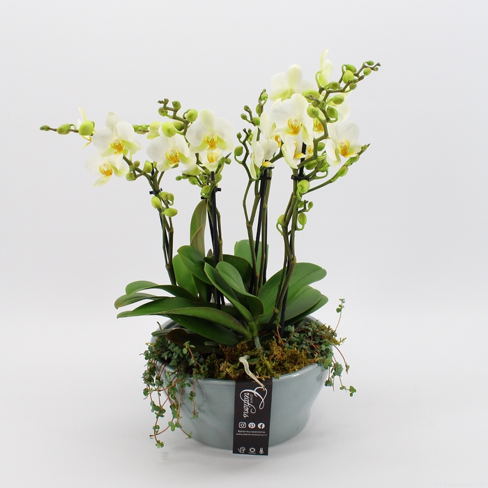 PHAL-2423W Phalaenopsis creatie