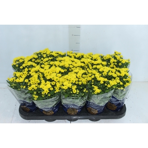 CRISANTEMO MINI P11 AMARELO