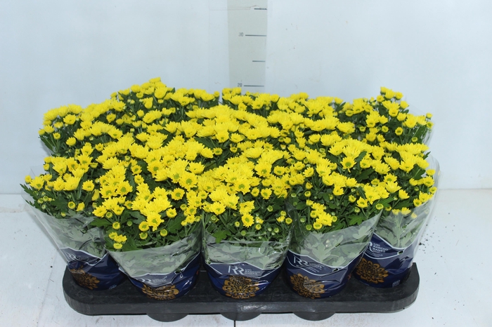 <h4>CRISANTEMO MINI P11 AMARELO</h4>