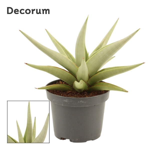<h4>Sansevieria Chanin Crown 9 cm (Decorum)</h4>