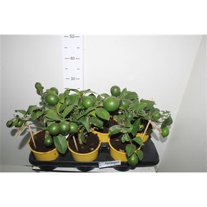 Citr Meyeri Meyer 3+