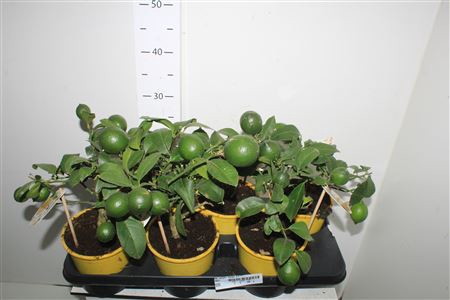 <h4>Citr Meyeri Meyer 3+</h4>