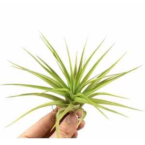 tillandsia multiflora