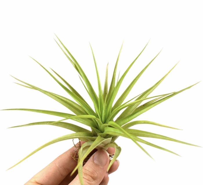 <h4>tillandsia multiflora</h4>