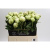 Paeonia Ivory Victory