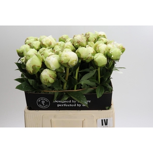 Paeonia Ivory Victory