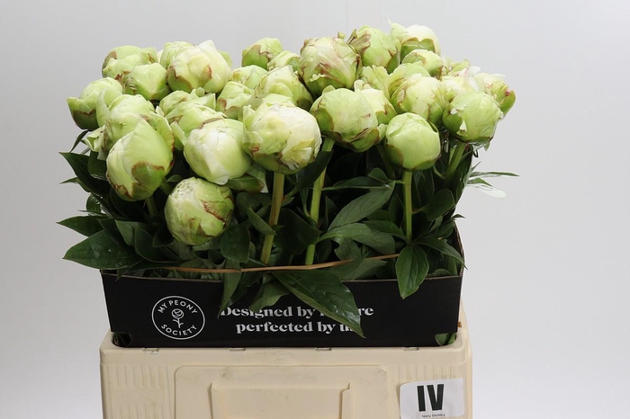 <h4>Paeonia Ivory Victory</h4>