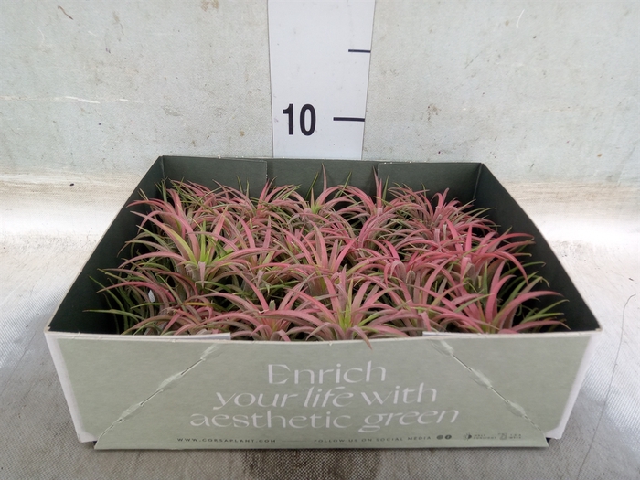Tillandsia