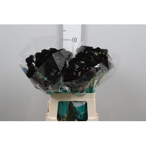 Scab At Bb Ma Ch Scoop