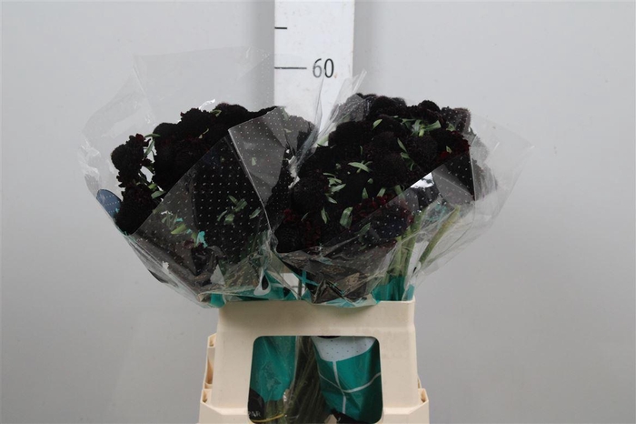 <h4>Scab At Bb Ma Ch Scoop</h4>