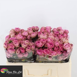 R Tr Pink Bijoux Flora Ola