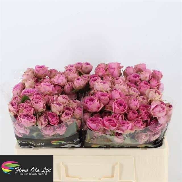 <h4>R TR PINK BIJOUX</h4>