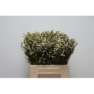 Kaaps Brunia Spray