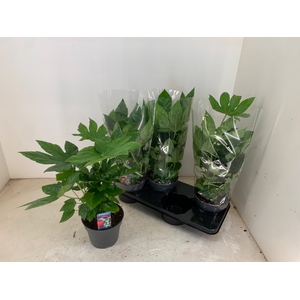 FATSIA OV