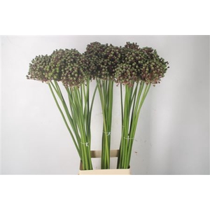 Allium Seeds
