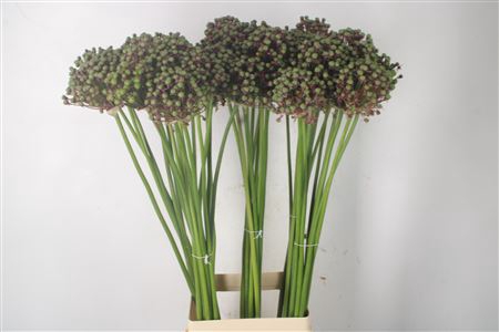 <h4>Allium Seeds</h4>
