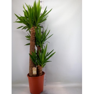 Yucca elephantipes   ...