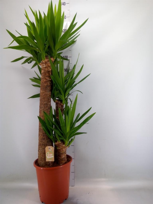 <h4>Yucca elephantipes ...</h4>