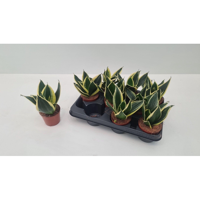 <h4>SANSEV HAHNII</h4>