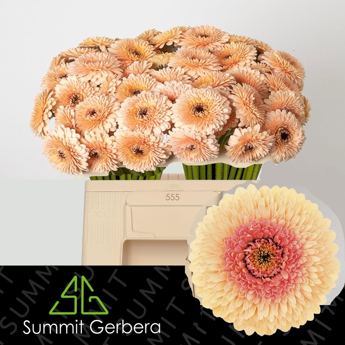 <h4>GE MB BOL JAYJAY</h4>