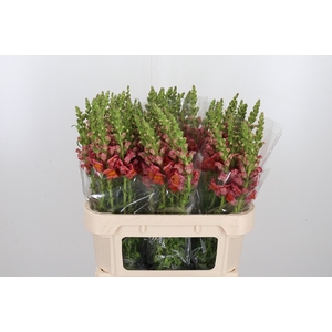 Antirrhinum Po D. Orange