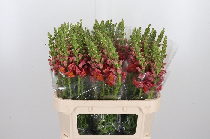 <h4>Antirrhinum Po D. Orange</h4>