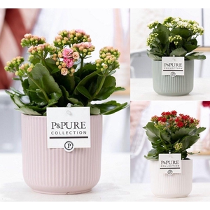Kalanchoe mix in P&PURE Sophie ceramics ass. 3