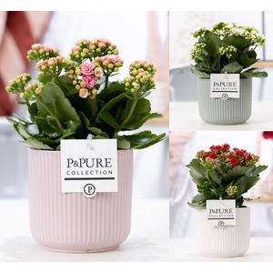 Kalanchoe mix in P&PURE Sophie ceramics ass. 3